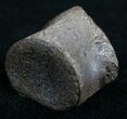 Champsosaurus Vertebrae (Cretaceous Reptile) #10580-1